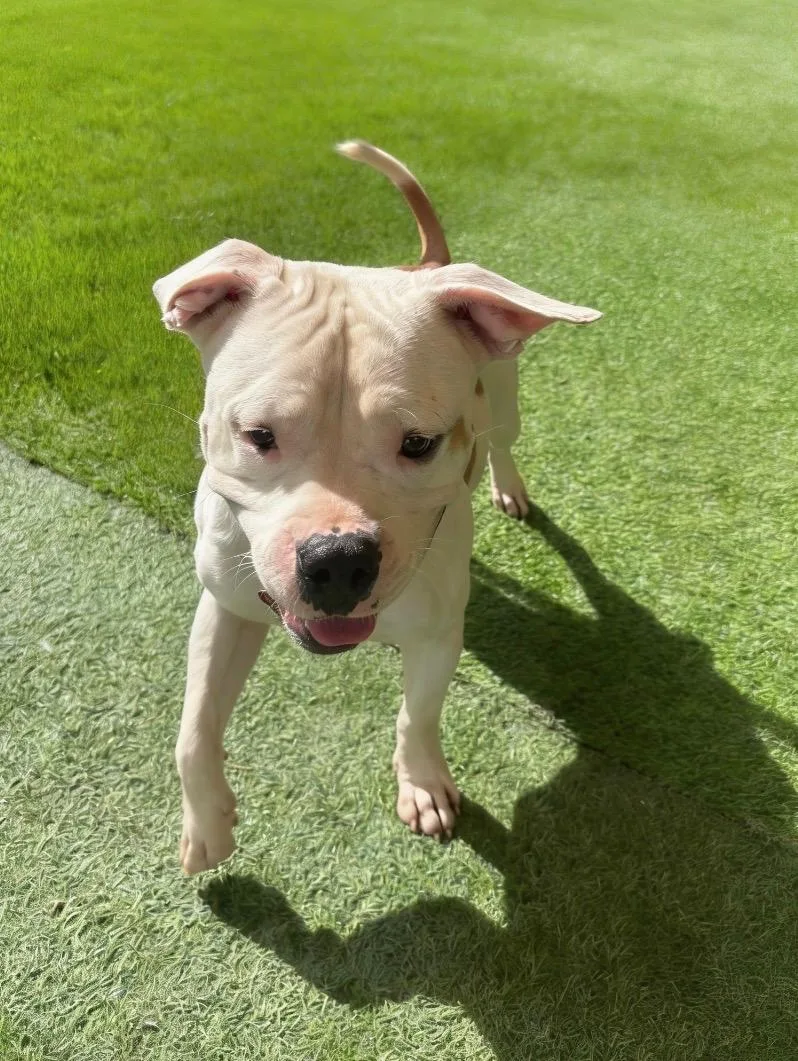 A young medium-sized male Golden American Staffordshire Terrier dog named DukeaRoni for adoption in Houston, TX