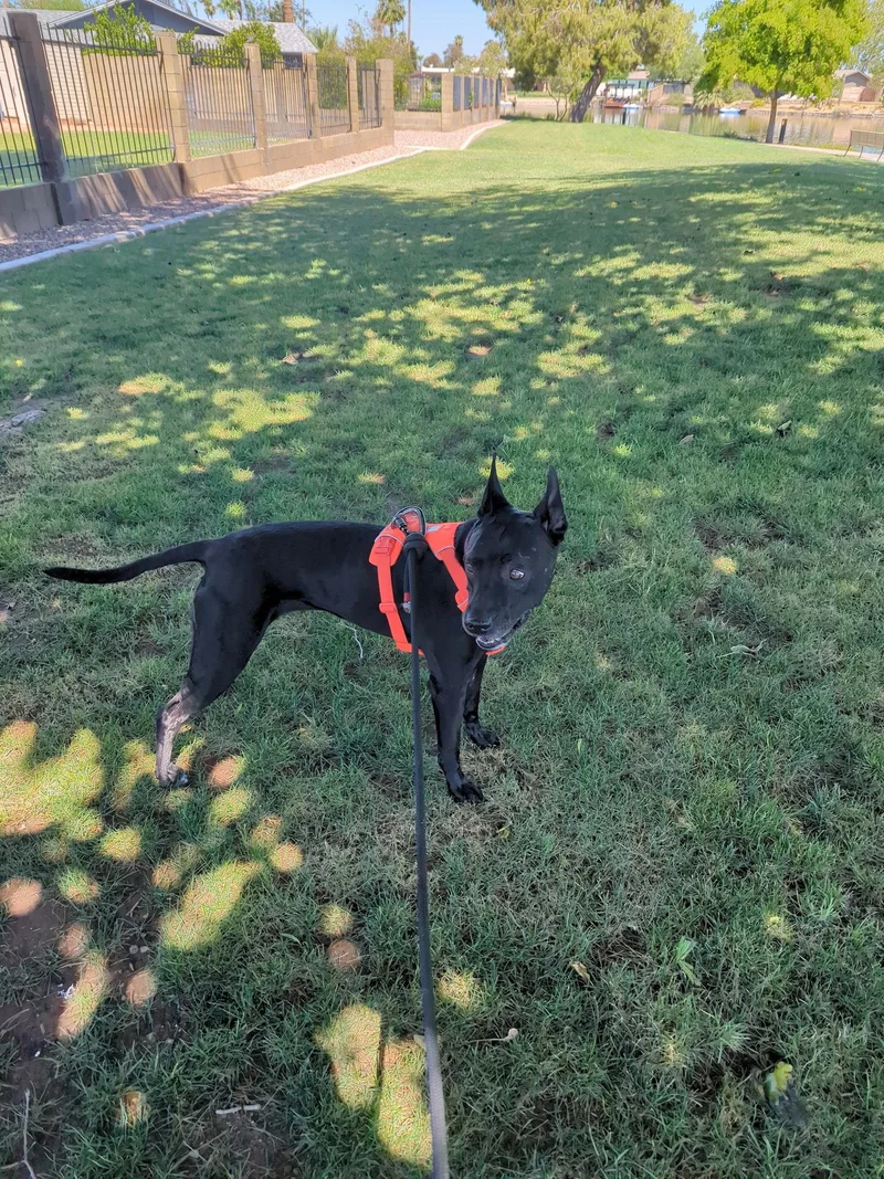 Nala