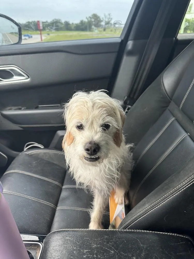 An adult small-sized male Terrier dog named Starburst for adoption in TULSA, OK