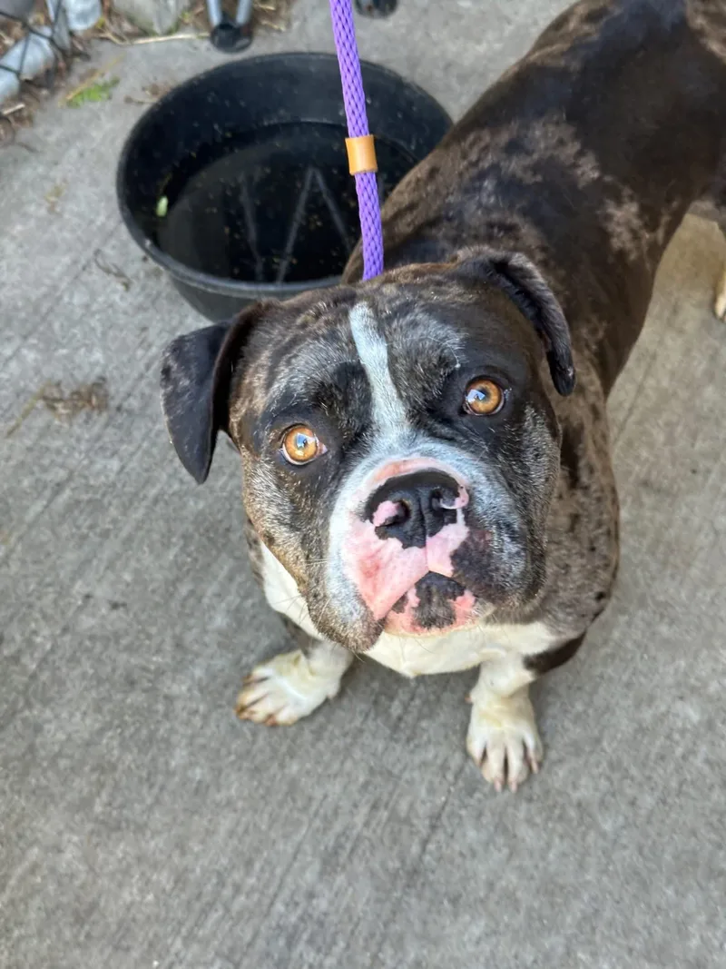 An adult medium-sized male Merle (Blue) Pit Bull Terrier dog named Oberon for adoption in Chicago, IL