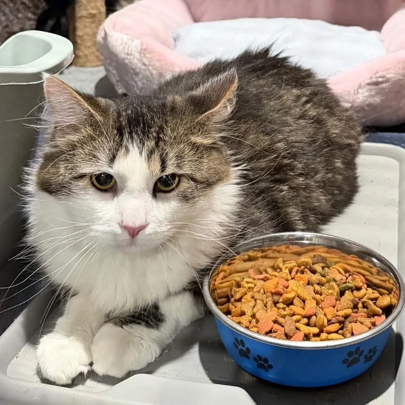 Tigger thumbnail 2