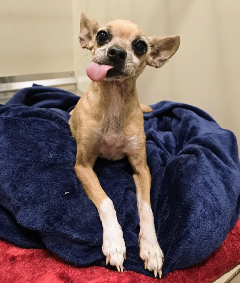 An adult small-sized female Yellow / Tan / Blond / Fawn Chihuahua dog named 26-434 for adoption in Amityville, NY