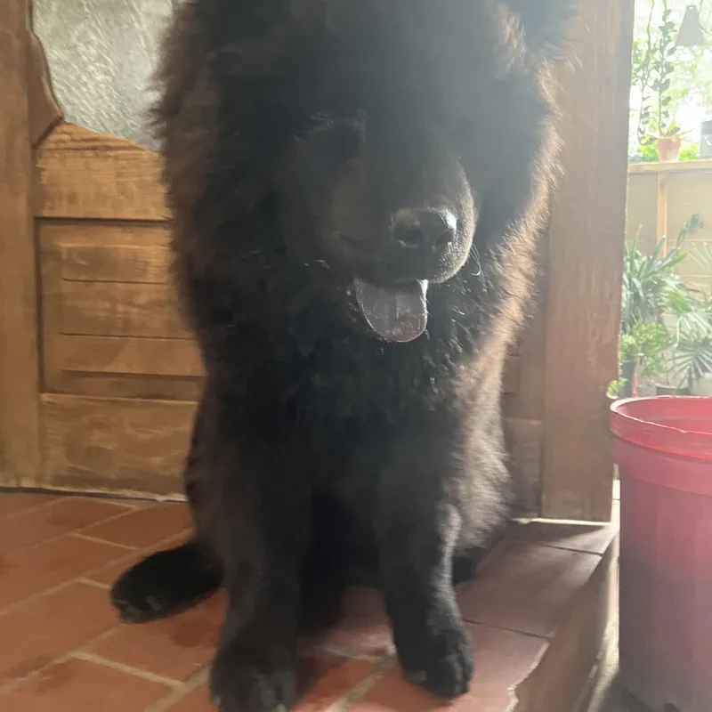 Dax~floofy Purebred Chow