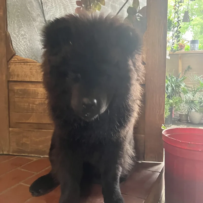 Dax~floofy Purebred Chow thumbnail 2