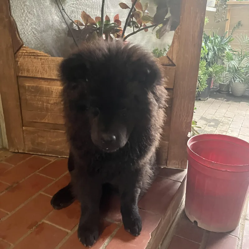 Dax~floofy Purebred Chow thumbnail 3