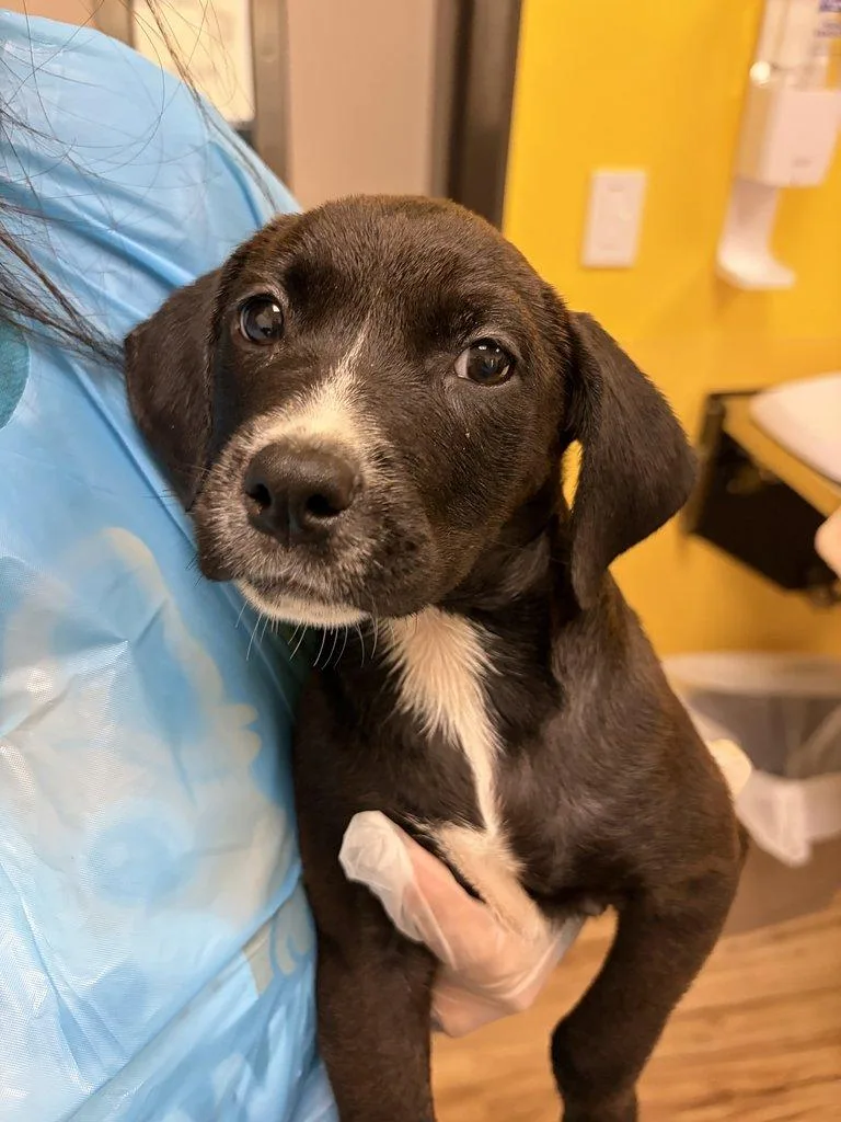 A baby small-sized female Mixed Breed dog named Danika for adoption in Raleigh, NC