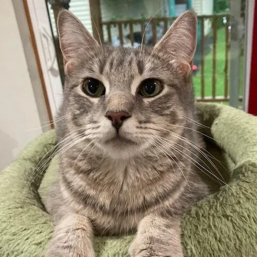 An adult large-sized female Domestic Short Hair cat named NCI Karime for adoption in Port Washington, NY