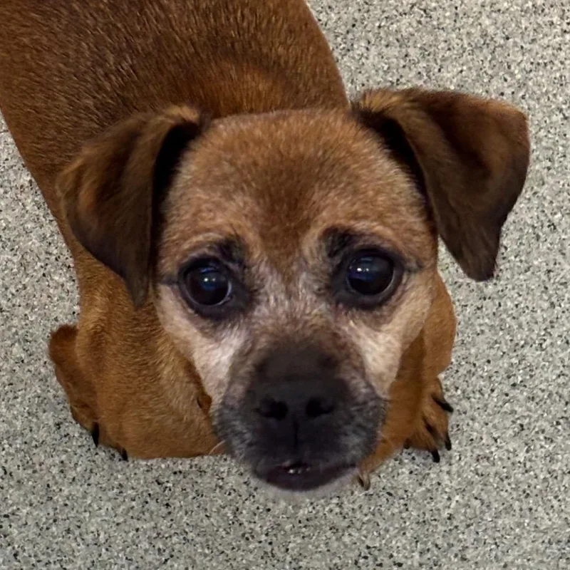 A senior small-sized female Brown / Chocolate Mixed Breed dog named Java for adoption in Naperville, IL