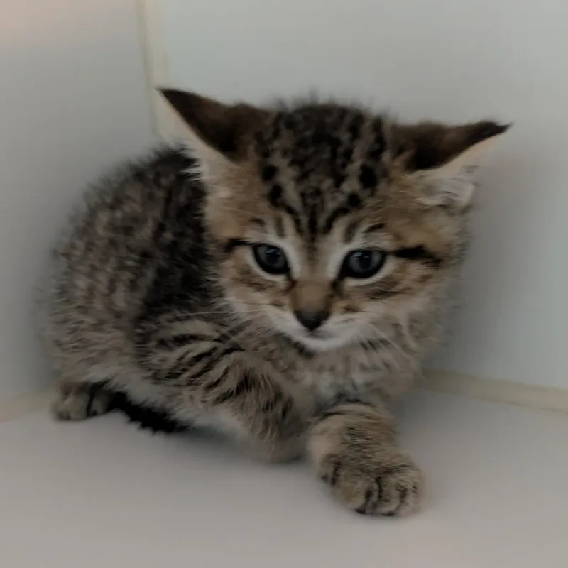 A baby small-sized female Domestic Short Hair cat named Green Collar for adoption in Jefferson city, TN