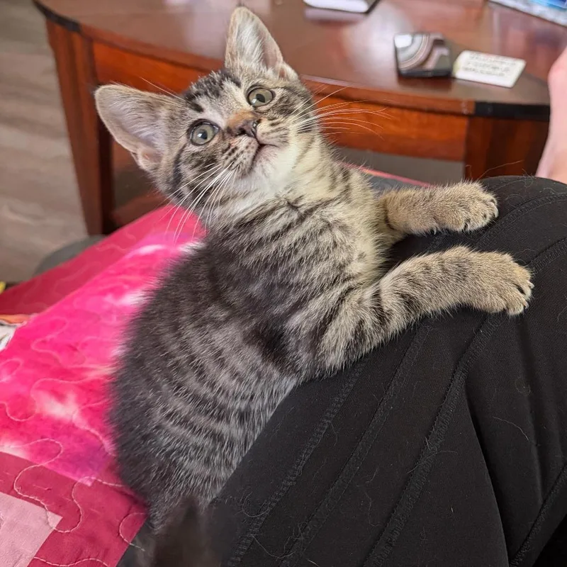 A baby small-sized female Brown / Chocolate Domestic Short Hair cat named Beatrice for adoption in Indianapolis, IN