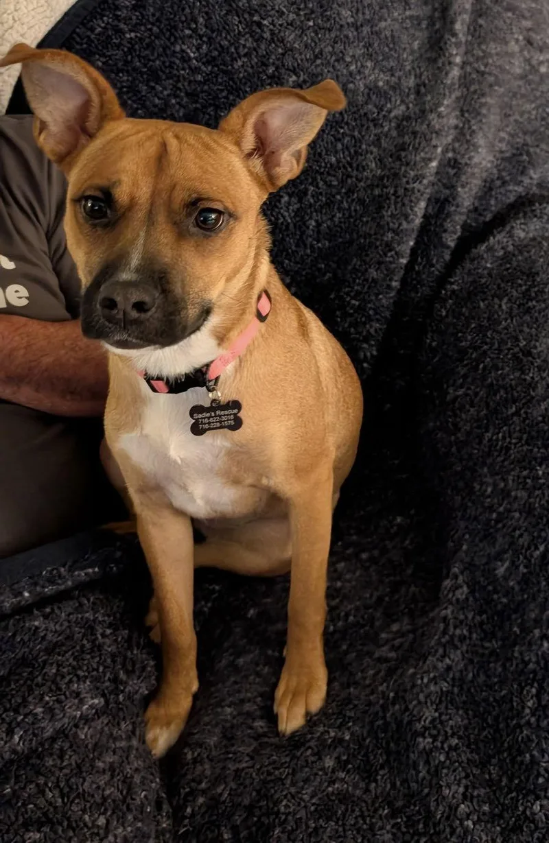 An adult medium-sized female Black Mouth Cur dog named Mabel for adoption in Springville, NY