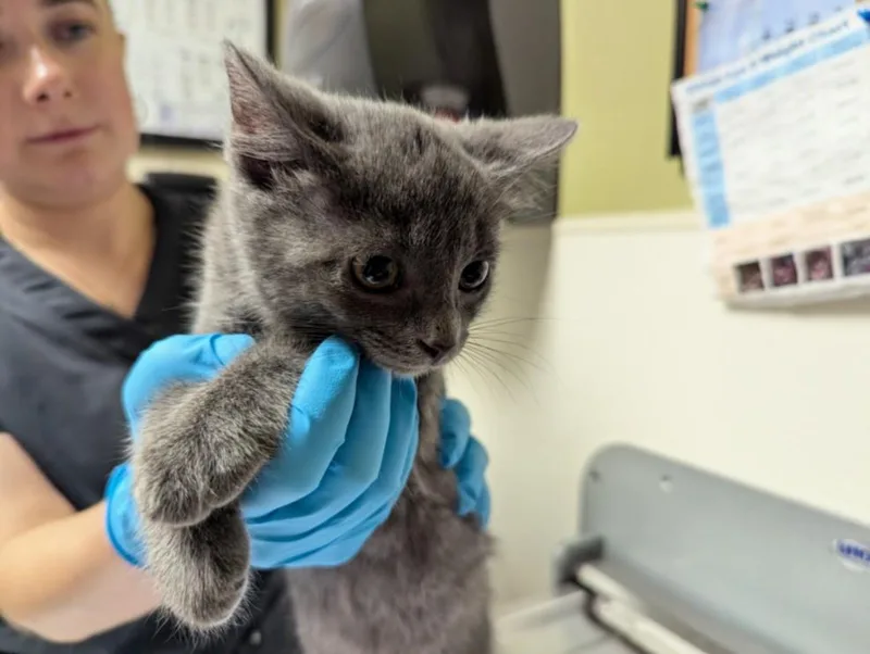 A baby small-sized female Domestic Short Hair cat named Clover for adoption in Chapel Hill, NC