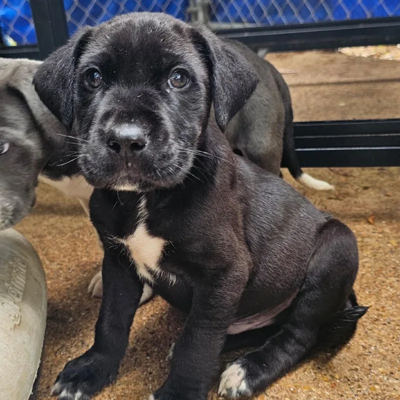 A young medium-sized male Labrador Retriever dog named Cook Months for adoption in Sterling, MA