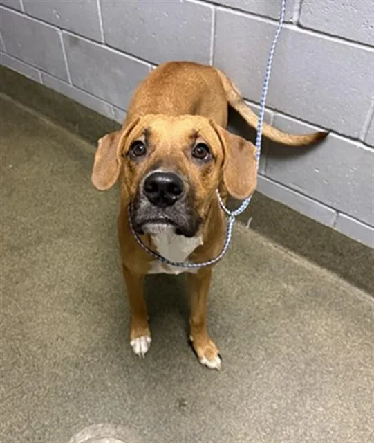 A young medium-sized male Mixed Breed dog named Funky Town for adoption in Jacksonville, FL
