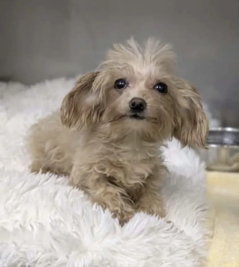 A young small-sized female Mixed Breed dog named Faye for adoption in Rochester , NY