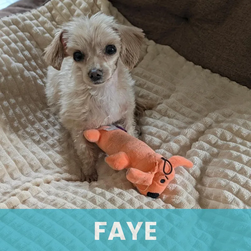 Faye thumbnail 5