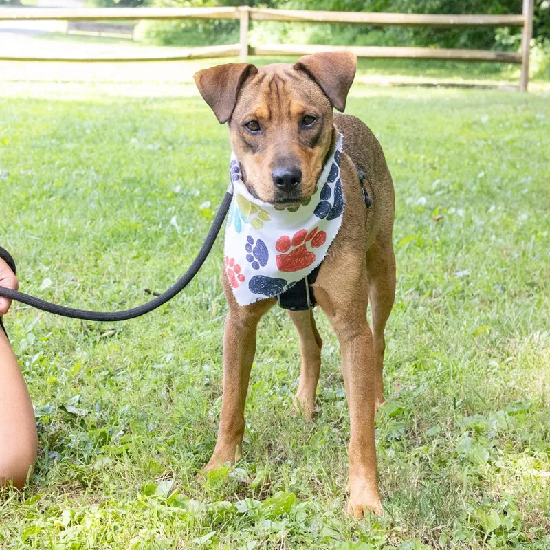A young medium-sized male Brown / Chocolate Mountain Cur dog named WontonAvail for adoption in West Grove, PA