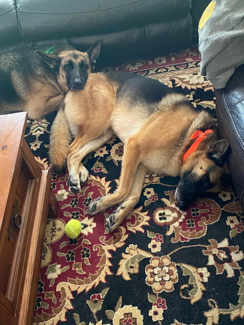 A senior medium-sized male German Shepherd Dog dog named Jaeger & Meister for adoption in Rockwall, TX