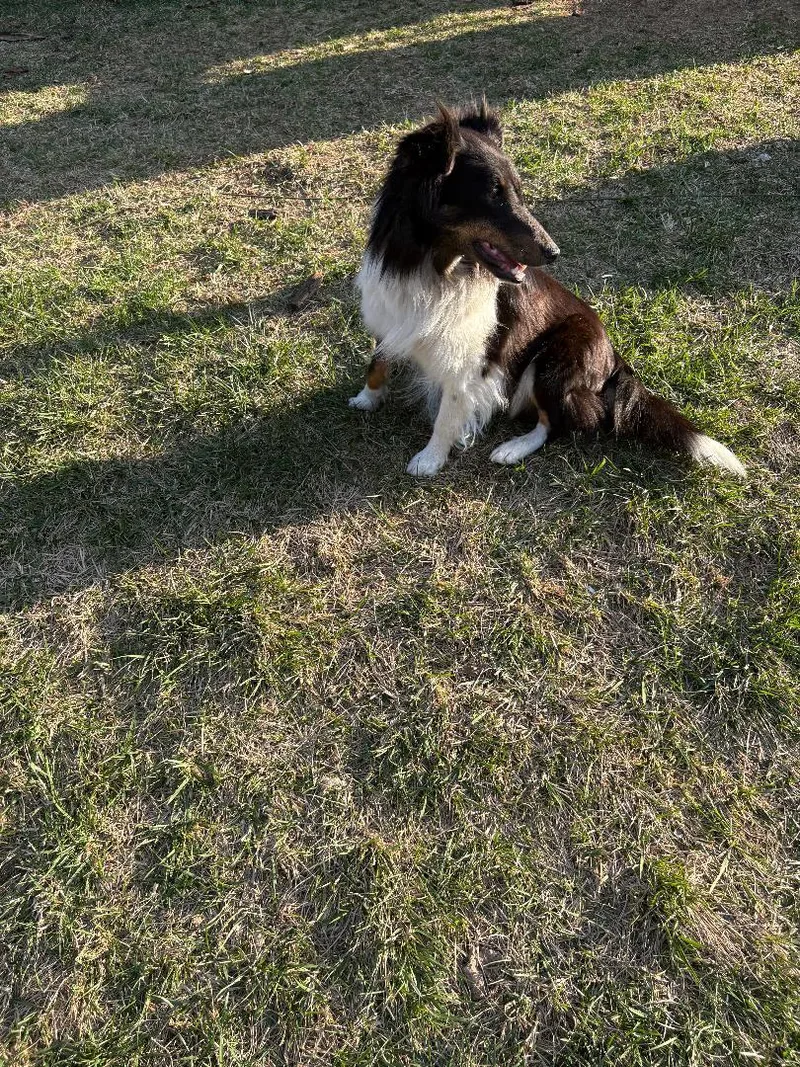 An adult medium-sized female Shetland Sheepdog / Sheltie dog named Callie for adoption in Mission, KS