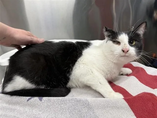 An adult large-sized male Domestic Short Hair cat named Oreo for adoption in Fairbanks, AK