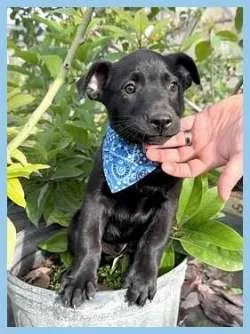 A baby large-sized male Black Retriever dog named Landry  Luca  for adoption in Sudbury, MA