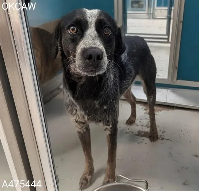 A young medium-sized female Pointer dog named Dixie for adoption in Oklahoma City, OK