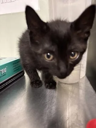 A baby medium-sized male Domestic Short Hair cat named Bear for adoption in Picayune, MS