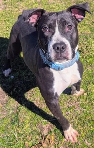 A young medium-sized male Pit Bull Terrier dog named Pierogi for adoption in Akron, OH