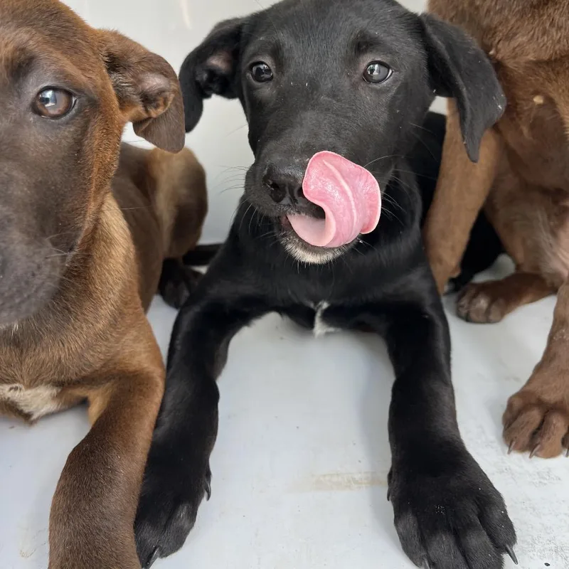 A baby small-sized male Black Belgian Shepherd / Malinois dog named Rowan for adoption in Beaumont, TX