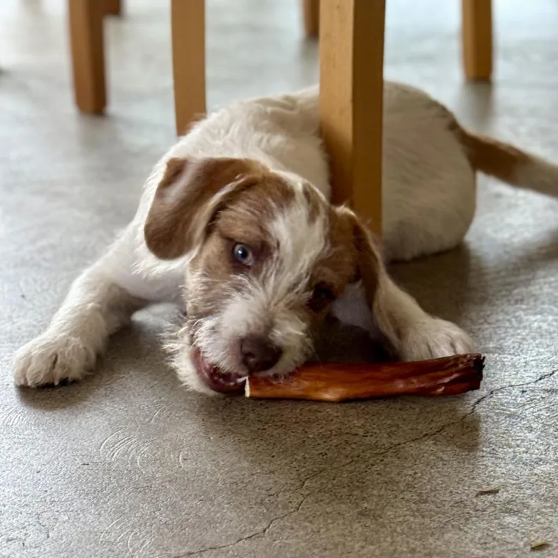 A baby small-sized male White / Cream Terrier dog named Milo  Costa Mesa for adoption in Chino Hills, CA