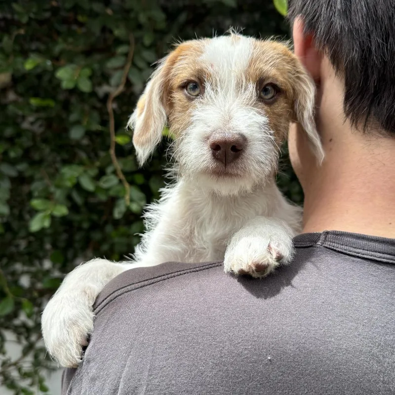 Milo  Costa Mesa thumbnail 2