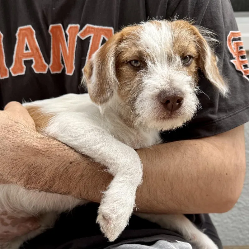 Milo  Costa Mesa thumbnail 3