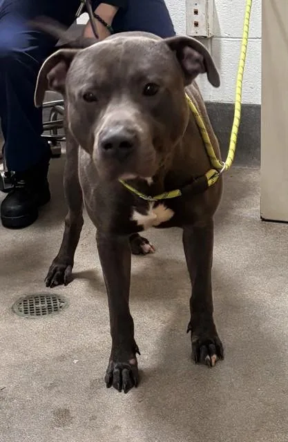 A young large-sized male Pit Bull Terrier dog named Paxton for adoption in Upper Marlboro, MD