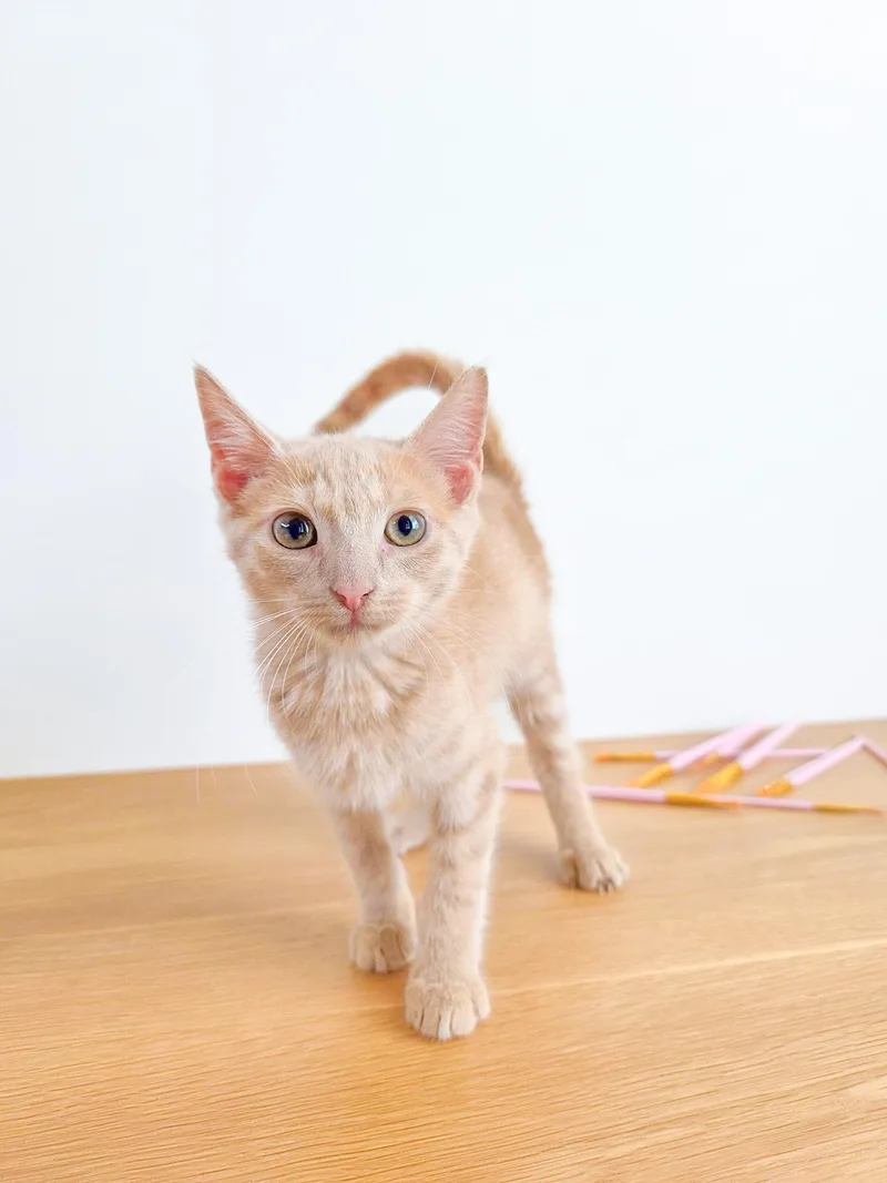 A young medium-sized female Domestic Short Hair cat named Frenchy for adoption in New Orleans, LA
