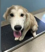 A baby medium-sized male Husky dog named Marty for adoption in Holbrook, NY