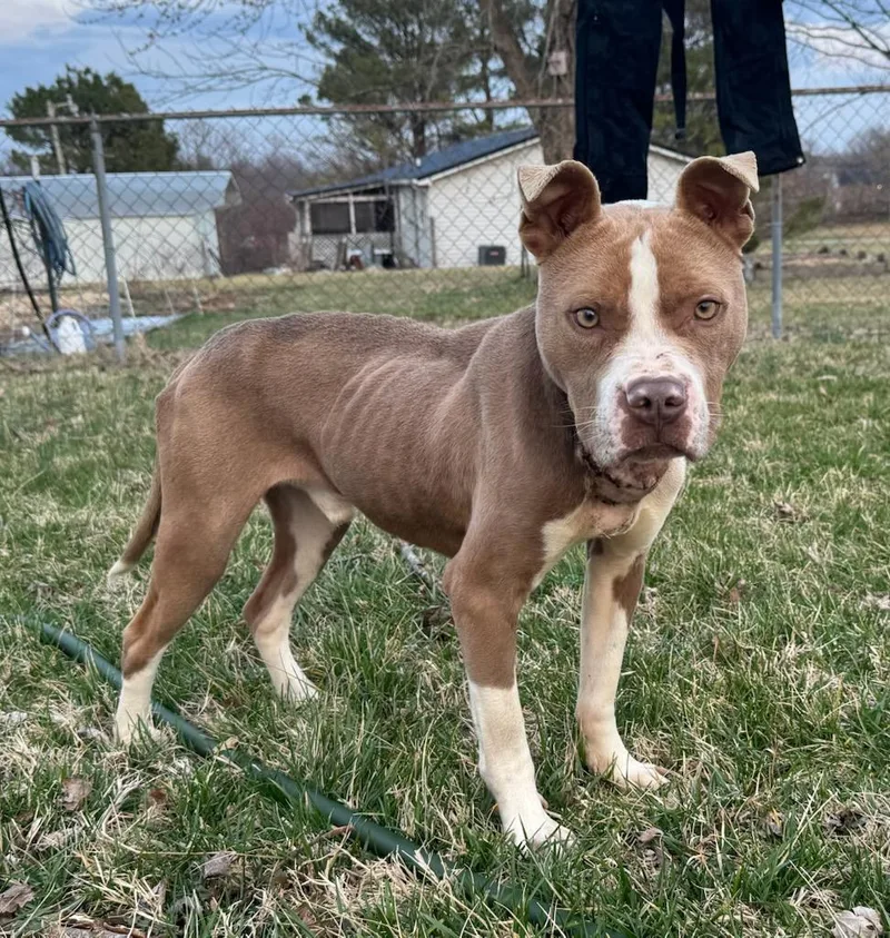 An adult medium-sized male Pit Bull Terrier dog named Samson Aka Sammy for adoption in Somerset, KY