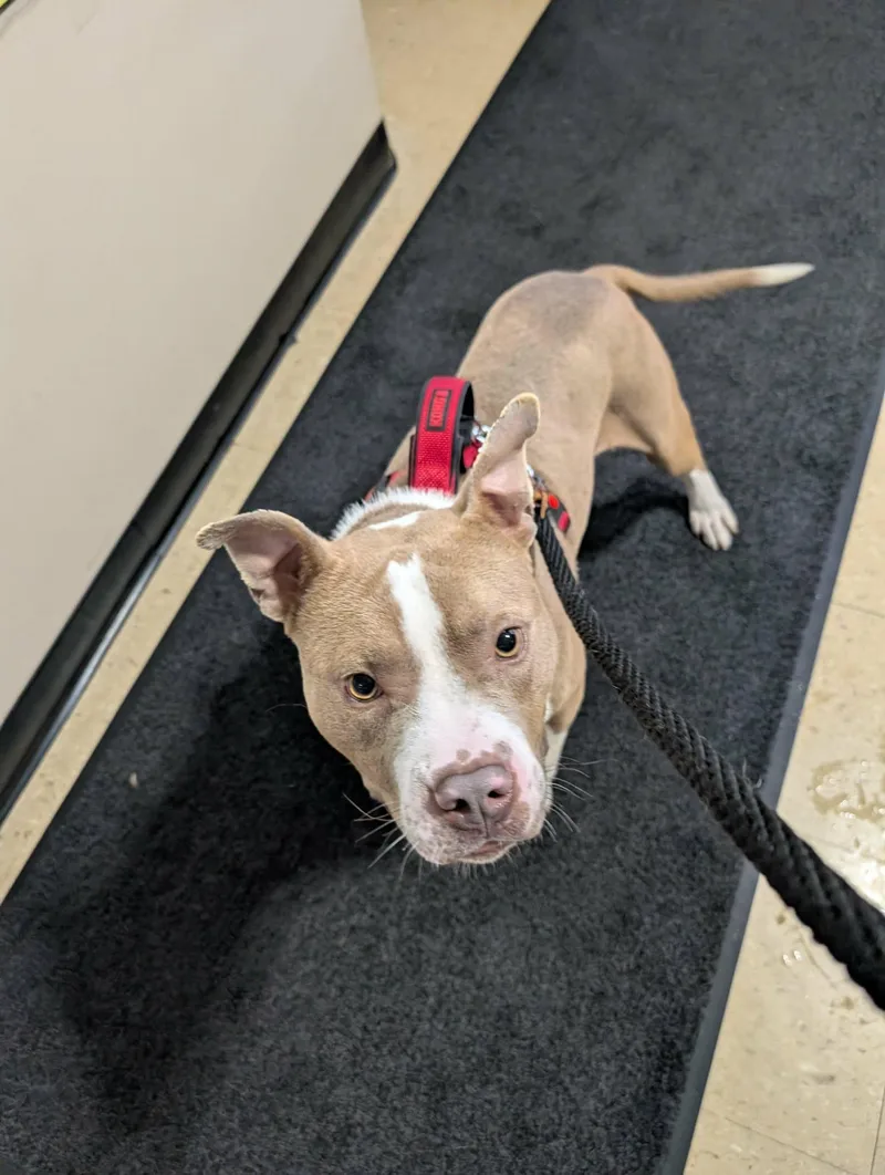 Samson Aka Sammy thumbnail 2