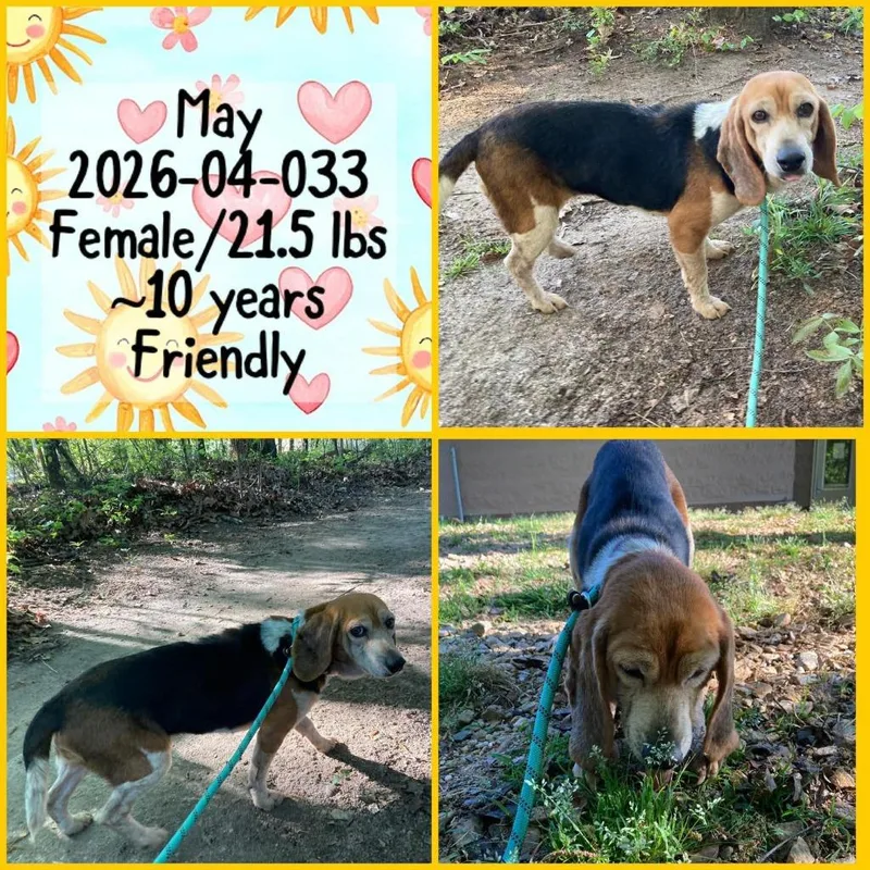 A senior medium-sized female Beagle dog named May for adoption in Winder, GA