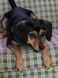 A young small-sized female Tricolor (Brown, Black, & White) Beagle dog named Zinnia for adoption in Atco, NJ