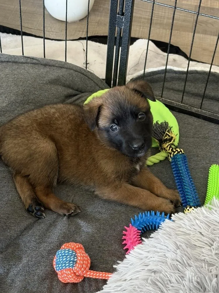 A baby large-sized male Belgian Shepherd / Malinois dog named Mac for adoption in Pleasant Hill, CA