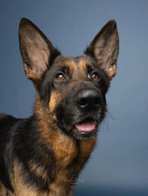 An adult large-sized male German Shepherd Dog dog named Zelda for adoption in Charlotte, NC