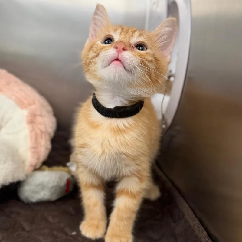 A baby small-sized male Orange / Red Domestic Short Hair cat named Gus for adoption in Marshall, VA