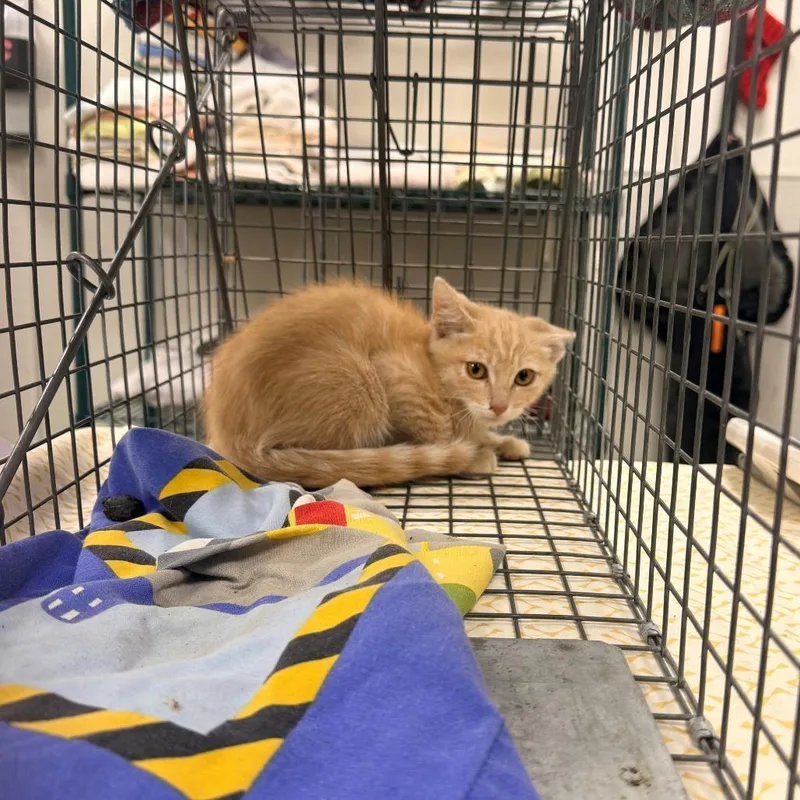 A baby small-sized male Cream / Ivory Domestic Short Hair cat named Bodhi for adoption in Las Cruces, NM