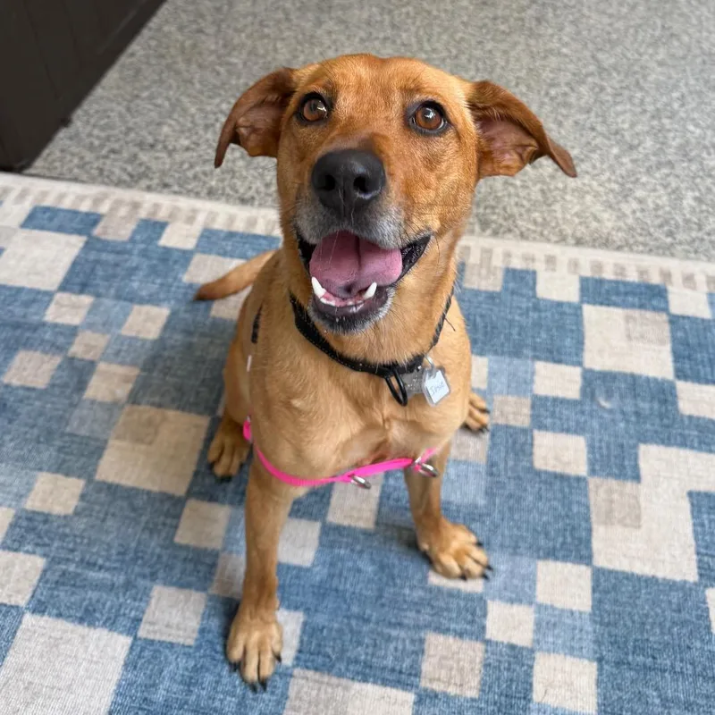 An adult medium-sized female Brown / Chocolate Shepherd dog named Josie for adoption in Falls Church, VA