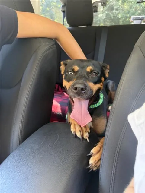 A young medium-sized female Hound dog named Aeri for adoption in Chapel Hill, NC