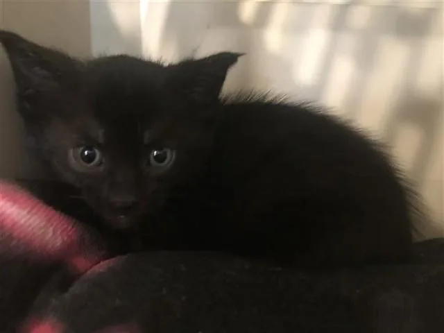 A baby small-sized female Domestic Short Hair cat named Nox for adoption in Saint Louis, MO