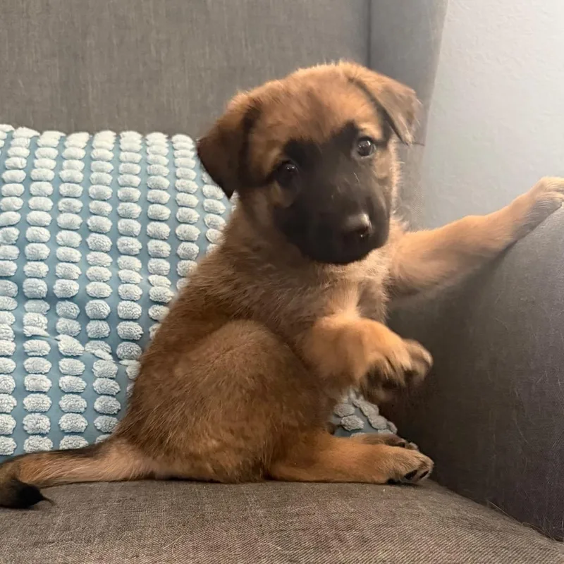 A baby large-sized male Brown / Chocolate German Shepherd Dog dog named Goblin for adoption in Las Vegas, NV