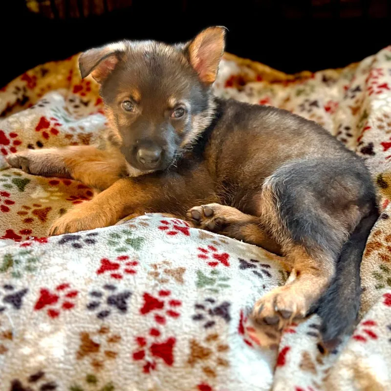A baby large-sized female Sable German Shepherd Dog dog named Lilly Pup   for adoption in Fairfax Station, VA