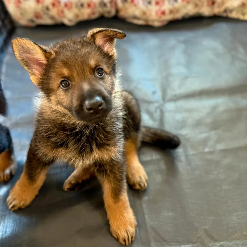 Lilly Pup   thumbnail 2