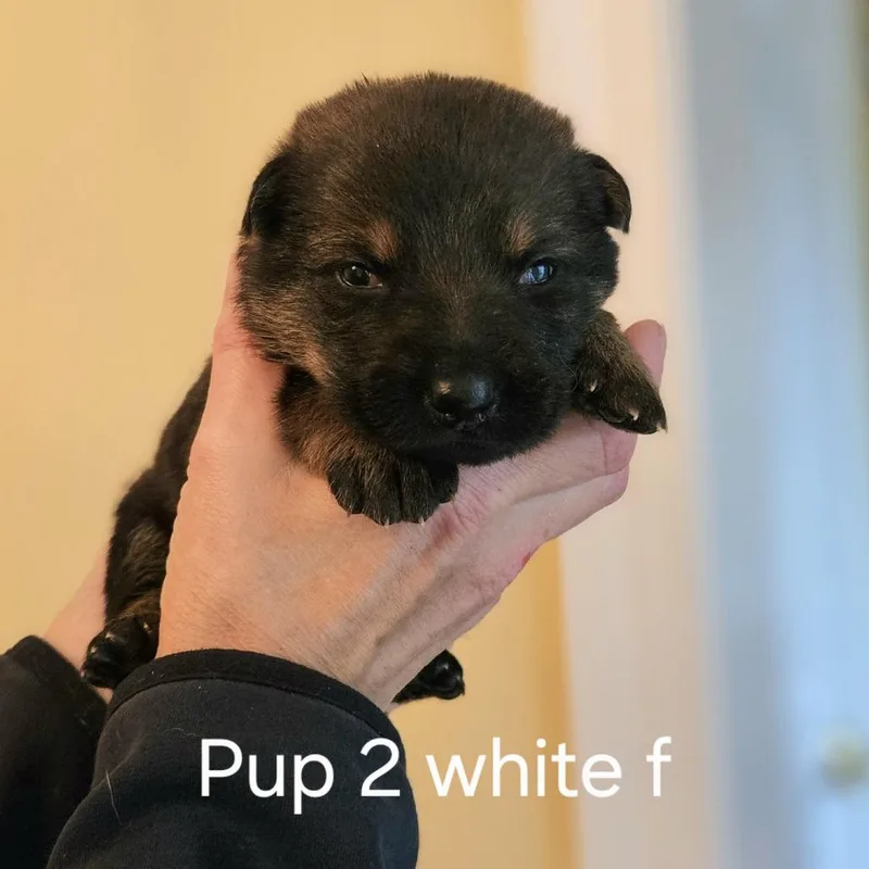 Lilly Pup   thumbnail 3
